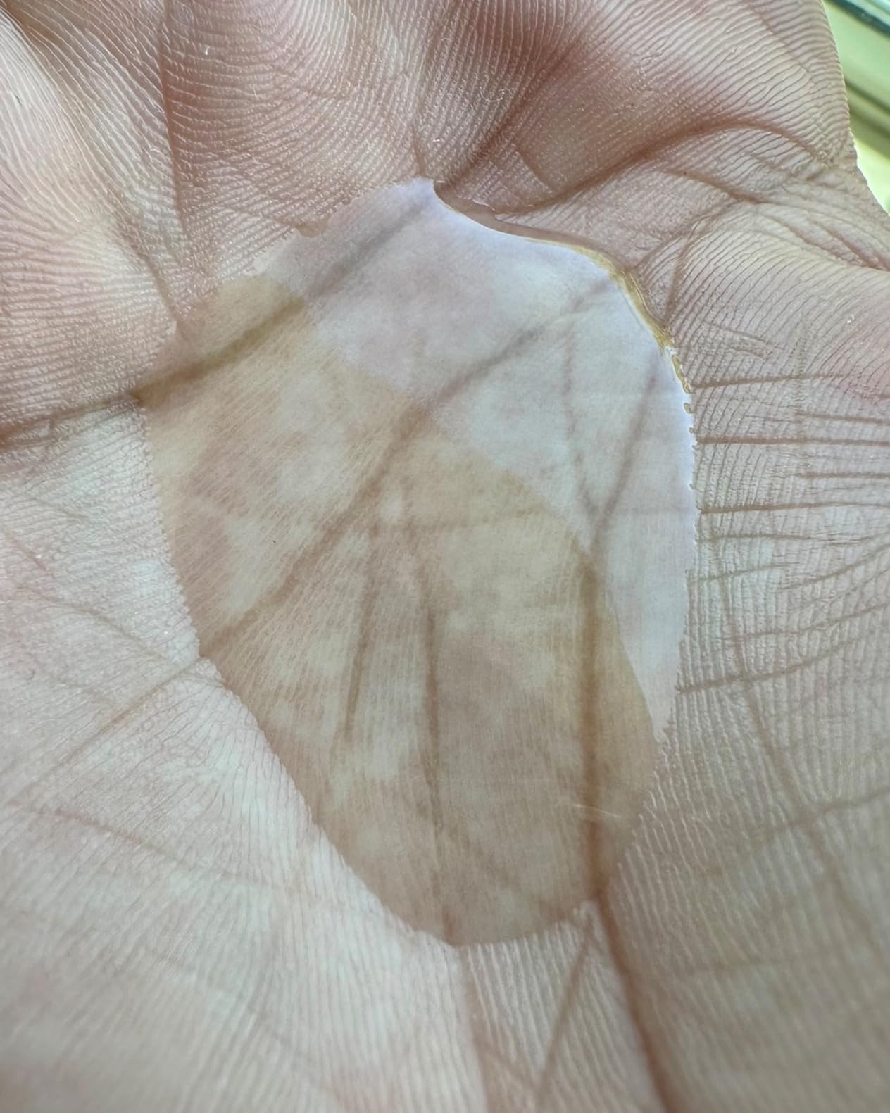 The Complete Guide to Amazon Basics Gentle & Mild Clear Liquid Hand Soap Refill